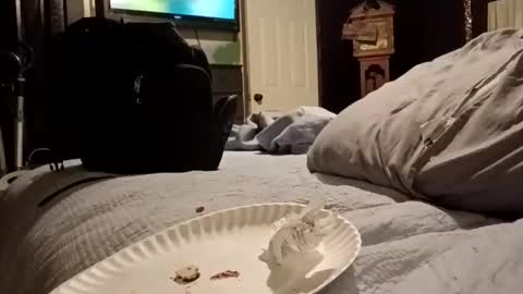 7lairddip online show from 29, 3, 2026