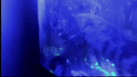 Giulia...... online show from 29, 10, 2025