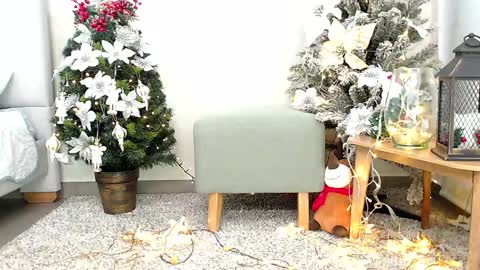 Sassy Girl online show from 26, 12, 2024