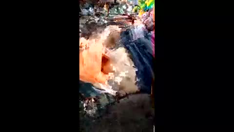 alagatorsnappnturtle671235 online show from 18, 4, 2026