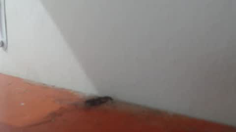 Alexamdergal online show from 6, 3, 2026