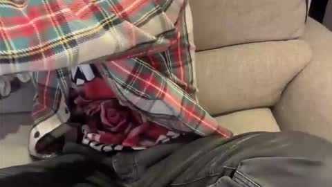 alexthetree online show from 20, 4, 2026