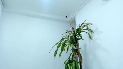 Alice online show from 24, 10, 2025