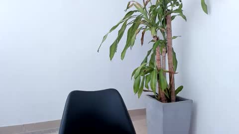 Alice online show from 26, 10, 2025