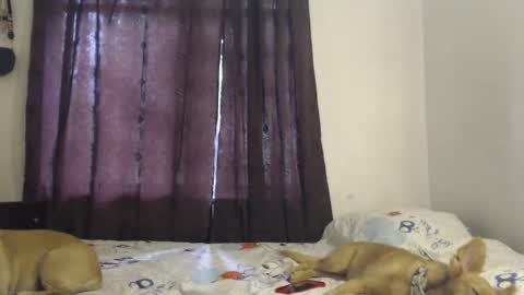 allyson_morgan_js online show from 3, 12, 2025