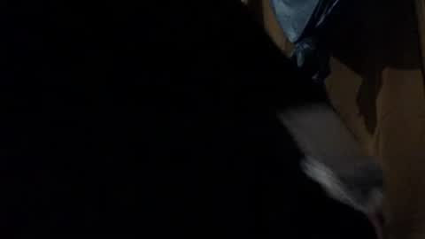 amileadivinestar0987 online show from 26, 12, 2024