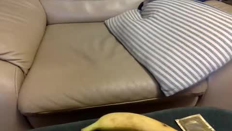 Snapshot of animal_michael chatting on 21, 12, 2024 animal_michael online show from 21, 12, 2024