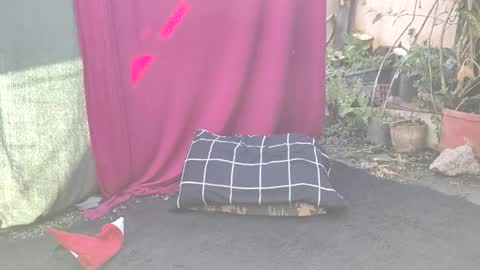 bad_wolf28 online show from 25, 11, 2025