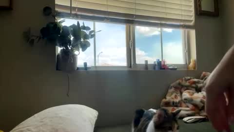 Bambi online show from 5, 5, 2026