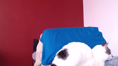 bayonette_black online show from 10, 1, 2025