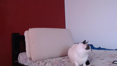 bayonette_black online show from 20, 9, 2025