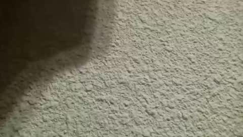 Bigfish123 online show from 10, 10, 2025