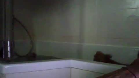 bibipheuck online show from 21, 4, 2026