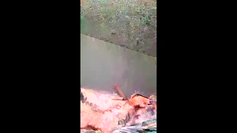 Snapshot of bigernine chatting on 10, 1, 2026 bigernine online show from 10, 1, 2026