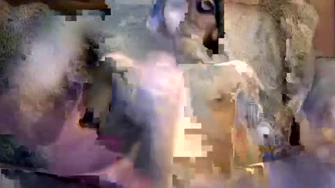 Snapshot of bigwytecock1979 chatting on 5, 12, 2024 bigwytecock1979 online show from 5, 12, 2024