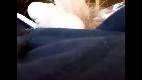 bjloversohard online show from 4, 1, 2025