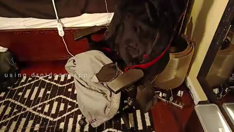 Blackjag00 online show from 5, 3, 2025