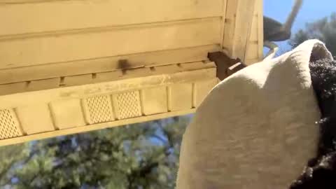 Black Clover online show from 4, 1, 2025