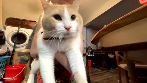 bluebloodednorsewitch online show from 28, 3, 2026