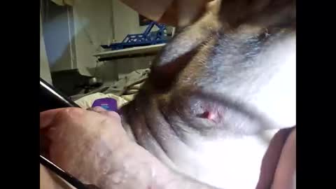 bonop1 online show from 19, 3, 2026