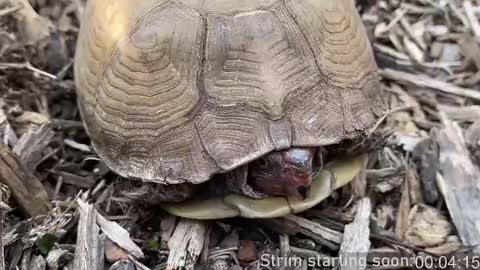 Booker Baxton online show from 9, 3, 2025