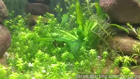 Booker Baxton online show from 5, 10, 2025