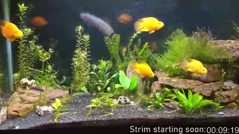 Booker Baxton online show from 15, 11, 2025