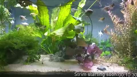 Booker Baxton online show from 21, 12, 2025