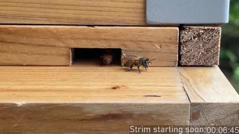 Booker Baxton online show from 13, 3, 2026