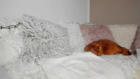 brianadiamondxxx online show from 7, 4, 2026