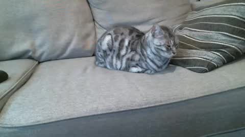 Buck online show from 8, 1, 2025