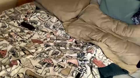 Cadillac P online show from 31, 12, 2024