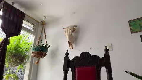  Camille   online show from 31, 10, 2025