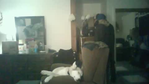 GigaChad online show from 29, 10, 2025