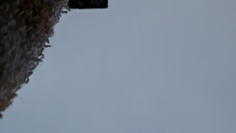 cheffydl online show from 9, 11, 2025