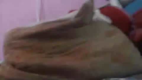 Cheila online show from 20, 4, 2026