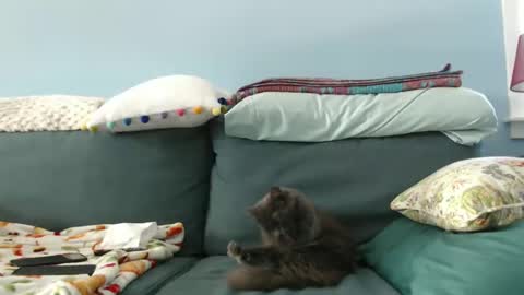 Chelsea online show from 28, 1, 2025