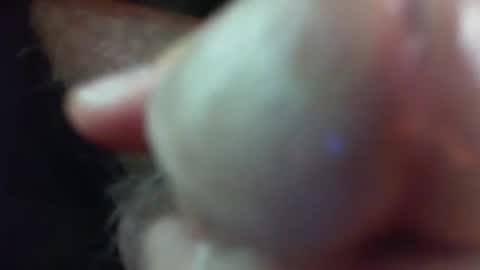 comox online show from 29, 11, 2025