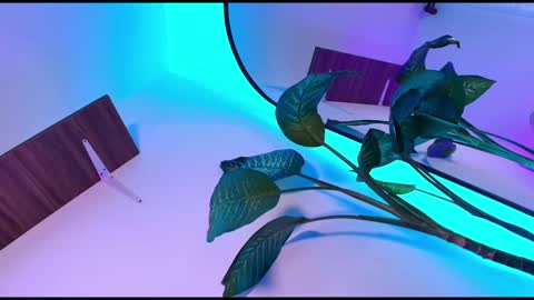 Dalila online show from 8, 11, 2025