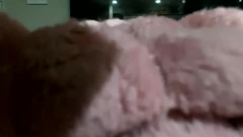 dannyboy621 online show from 10, 11, 2025