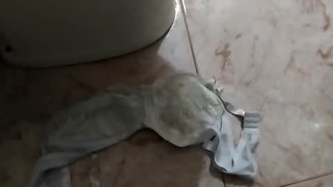 dthedog12 online show from 24, 9, 2025