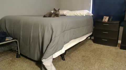 dwhitey4u online show from 31, 12, 2024