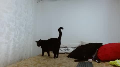 elektra online show from 20, 9, 2025