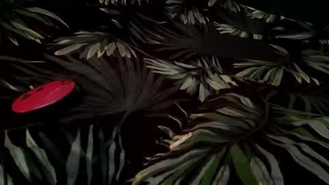 Eva online show from 14, 9, 2025