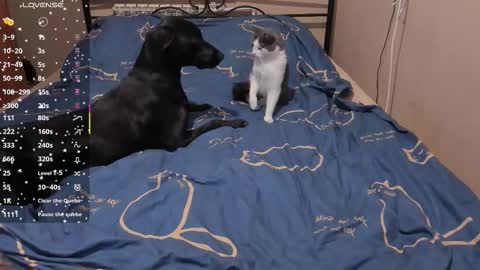 Eva online show from 3, 3, 2026