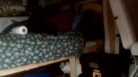 forestnymphpdx online show from 14, 11, 2025