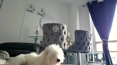 franciscomalin online show from 29, 7, 2026