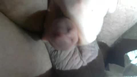 Snapshot of freestyler274 chatting on 5, 2, 2025 Call me Daddy online show from 5, 2, 2025