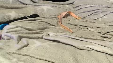 Meadow online show from 9, 9, 2025