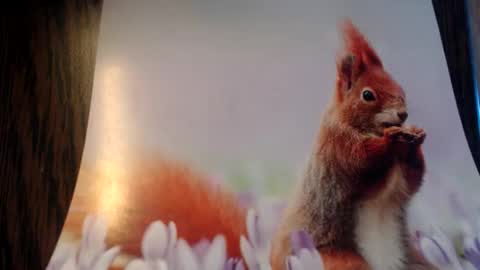 galera100 online show from 3, 3, 2026